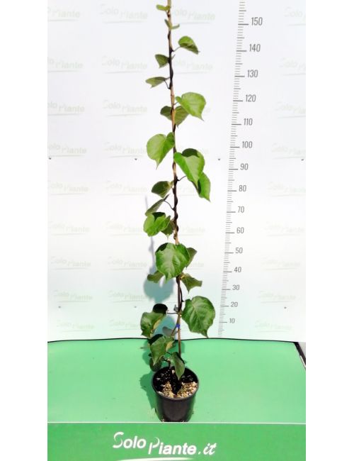 Kiwi (Actinidia Chinensis)