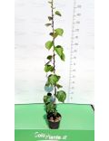 Kiwi (Actinidia Chinensis)