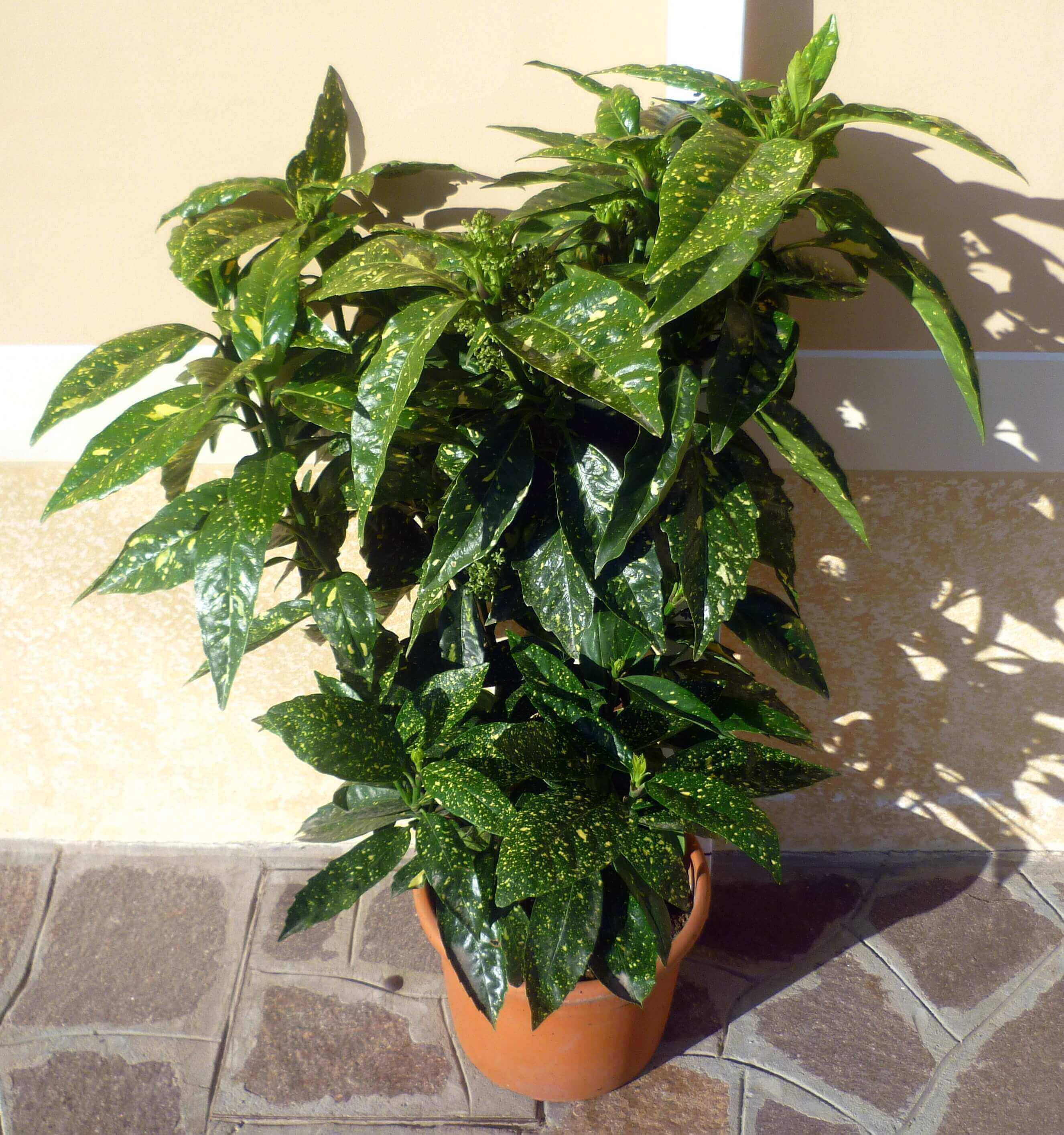 Aucuba japonica crotonifolia vaso 26 cm vendita piante for Alberelli sempreverdi