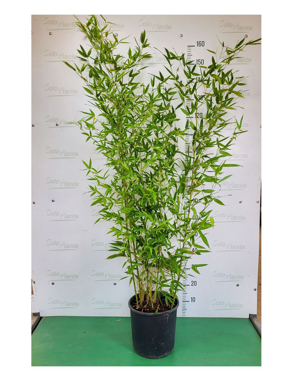 Bambù dorato - vendita piante online - SoloPiante
