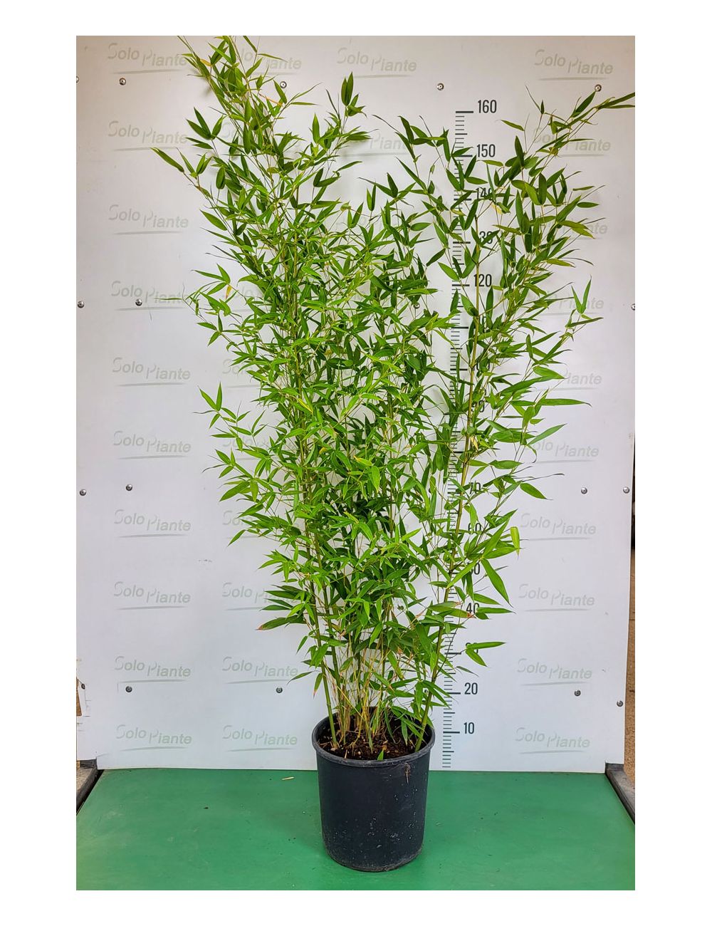 Ramo Dorato Asperge H 80 cm EDG