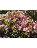 Rhaphiolepis Umbellata Ovata