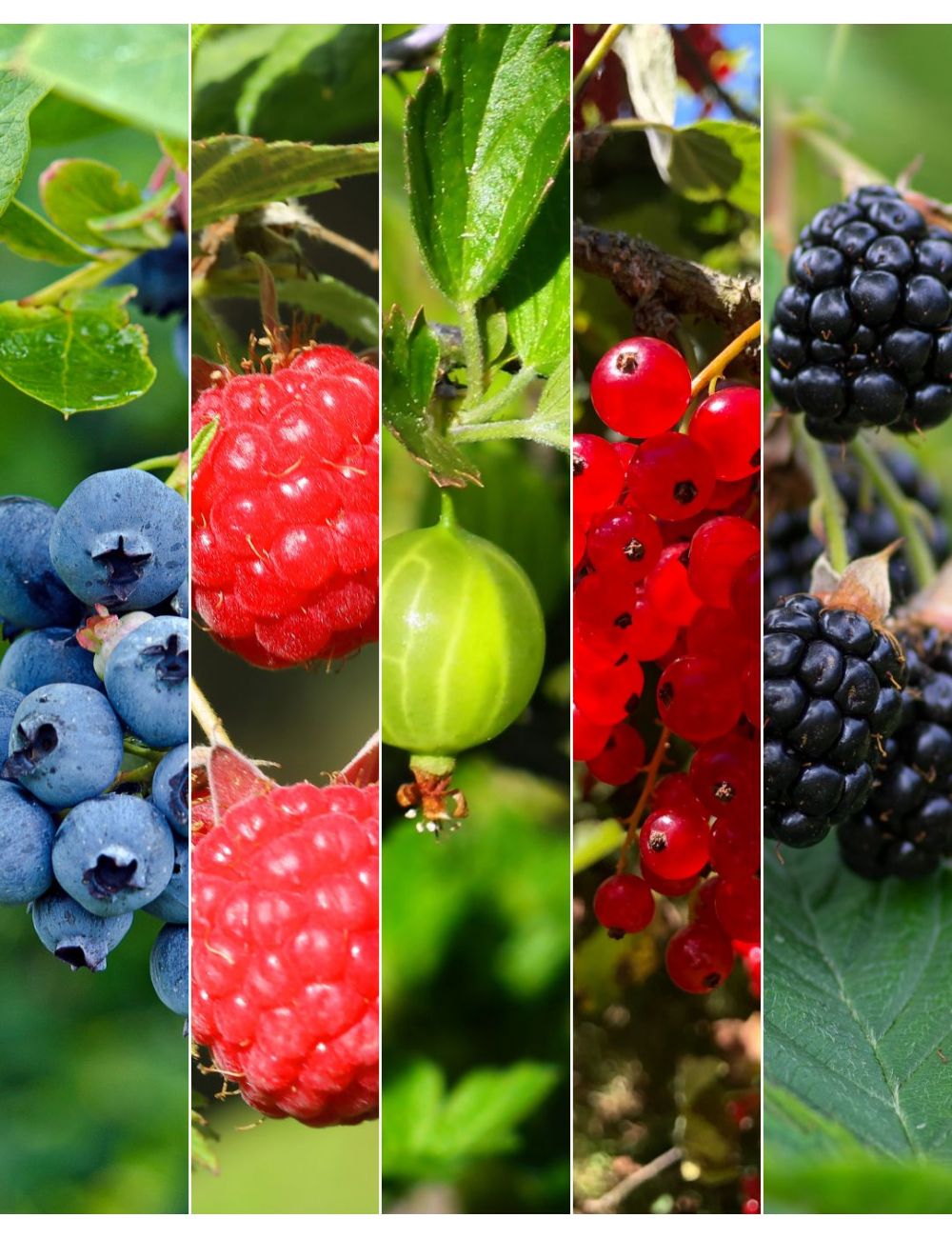 10 piante di Frutti di bosco - Pack MIX