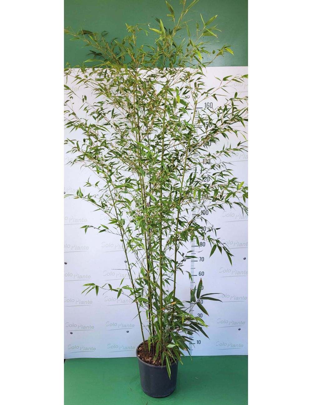 Bambusa Nigra - vendita piante online - SoloPiante