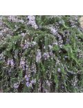 Rosmarino (Rosmarinus Officinalis)