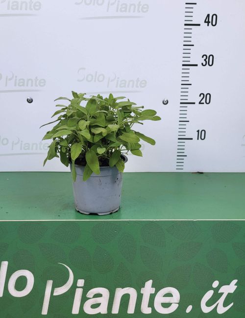 SimplyTheBest Vaso Per Piante E Erbe Aromatiche Con Motivo Magnolia – 14 Cm, Manico, Design Moderno, Per Balcone E Davanzale