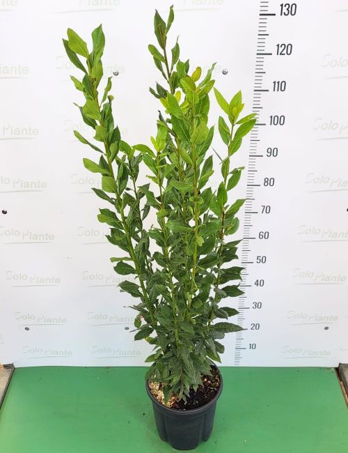 RCR Royal Crystal Rock Laurus Clear Lead Vase 12" Made in Italy with