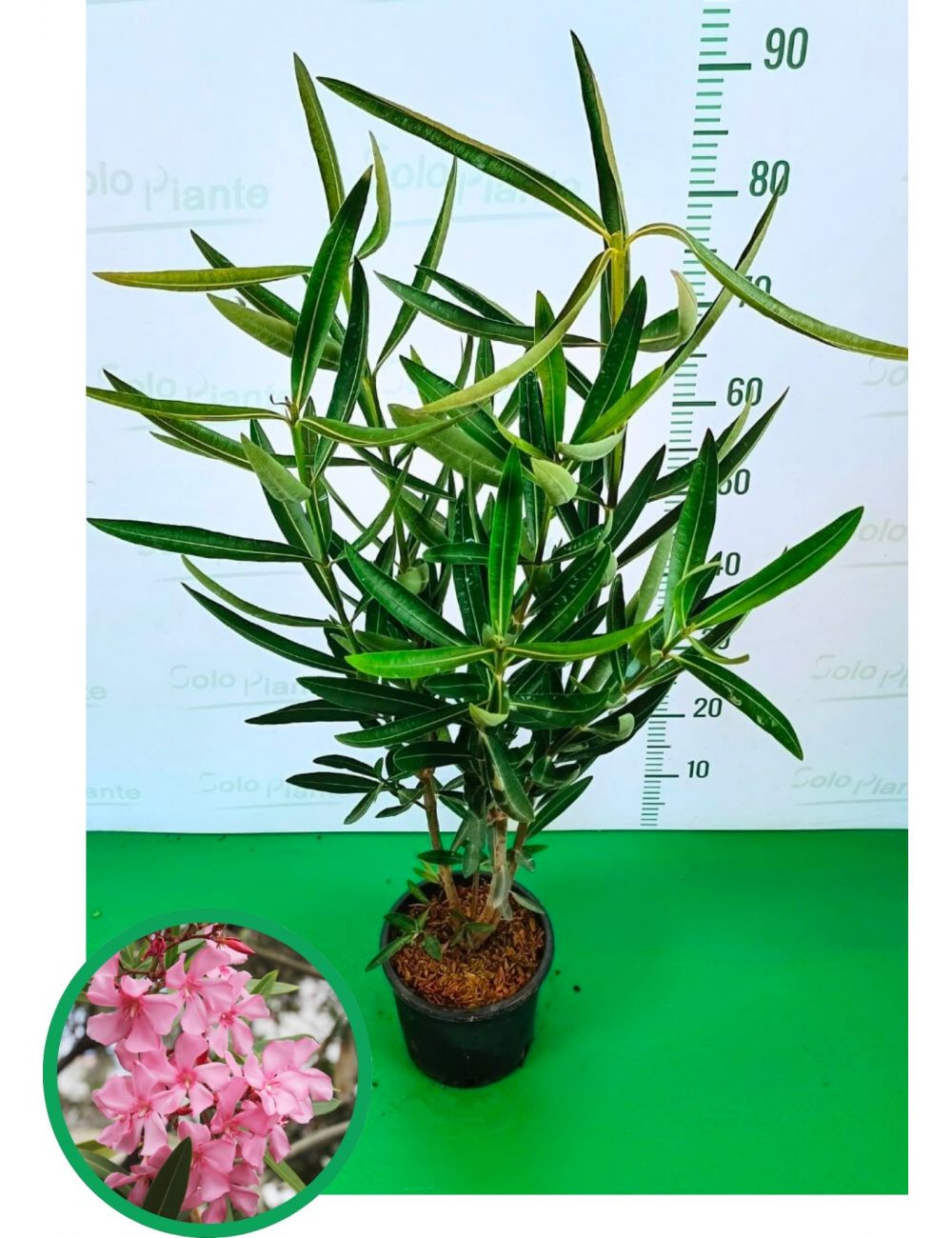 KENTIS - Set di Neriu Oleander Rosso - Oleandro - Piante Vere da