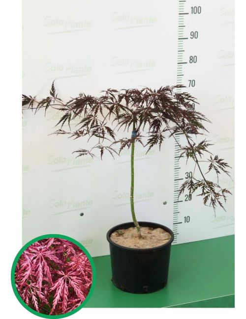 Ramo Di Acero Giapponese Artificiale, 60cm, Verde - Pianta Finta Per Decorazioni Creative E Composizioni