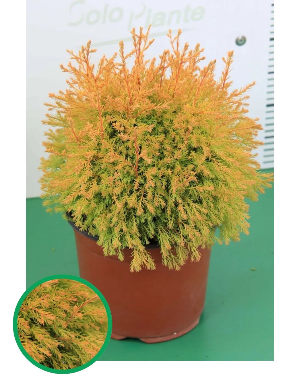 thuja brabant 80 100 cm Thuja occidentalis 'Brabant' Konifere (Lebensbaum) | 80-100 cm im Topf
