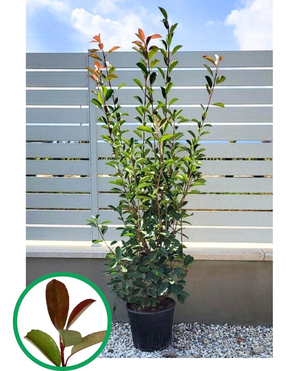 elaichi plant Cardamom Plant - Medicinal Herb main image 1