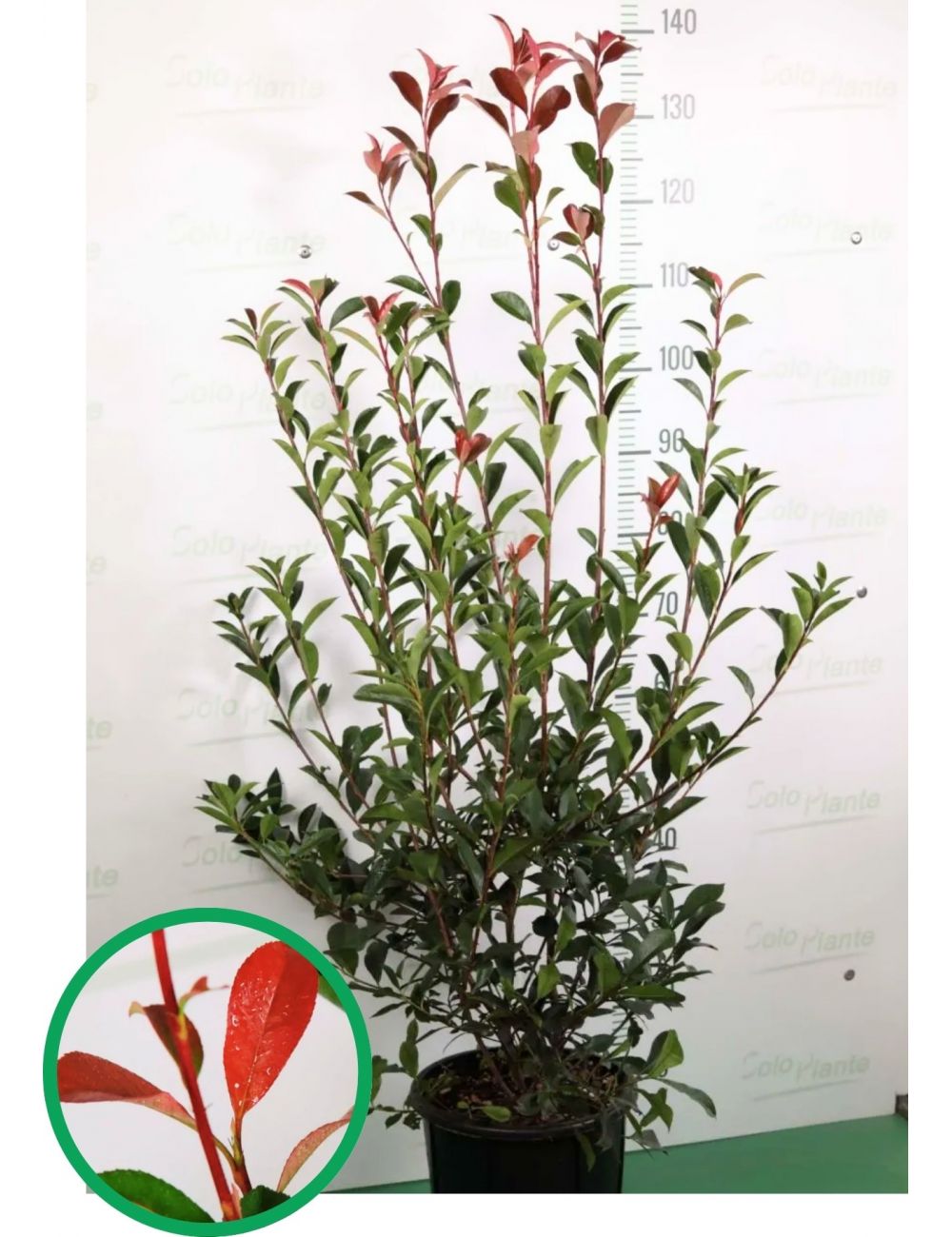 planting fig tree Brown Turkey Fig Tree (California San Pedro) main image 0
