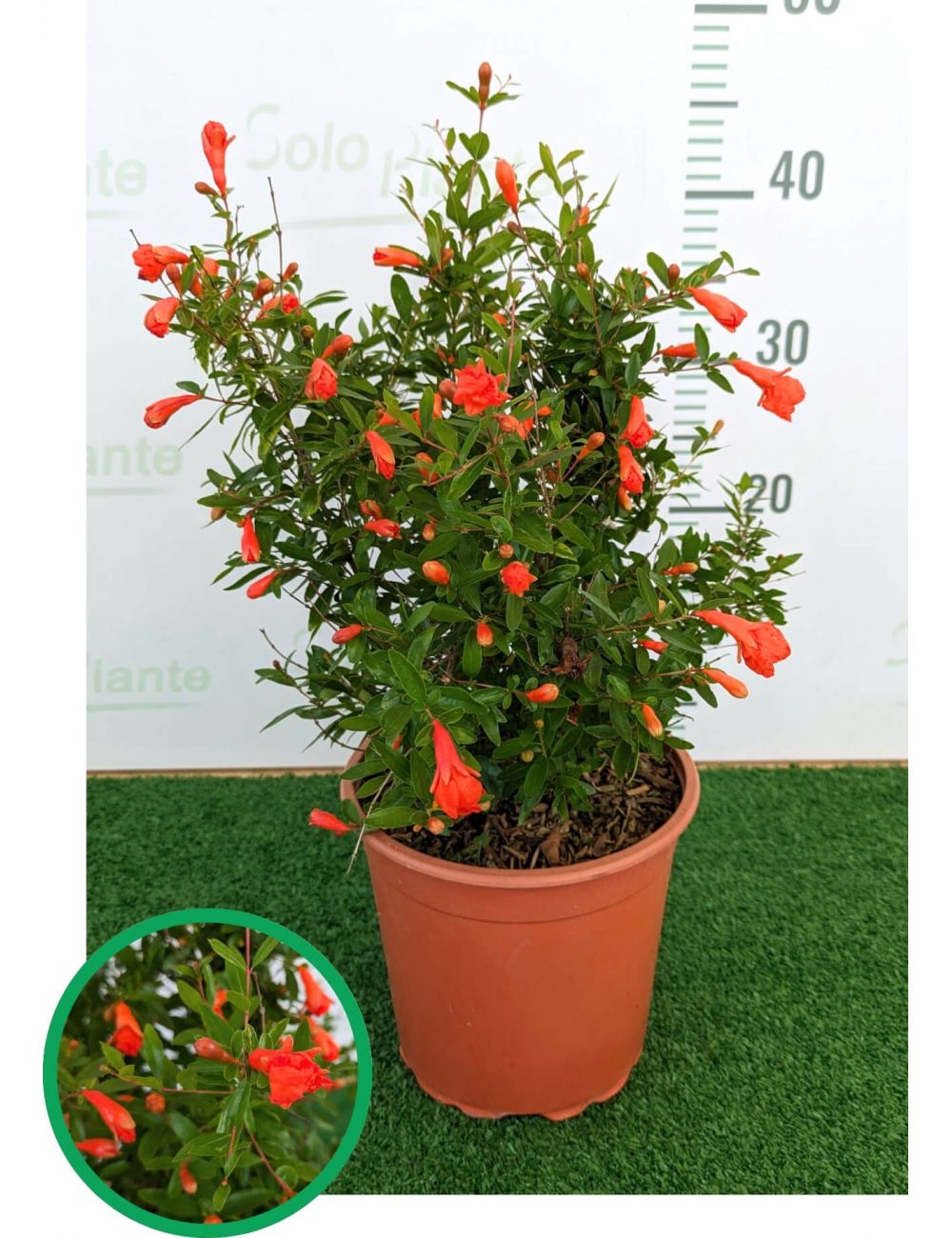 Mini Melograno Rosso Ornamentale – Decorazione Realistica Per Matrimoni, Casa E Natale