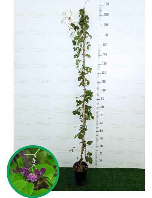 Passiflora Caerulea Rampicante In Vaso ø19 Cm - Pianta Reale Da Vivaio - H. 80/100 Cm - Foto 12