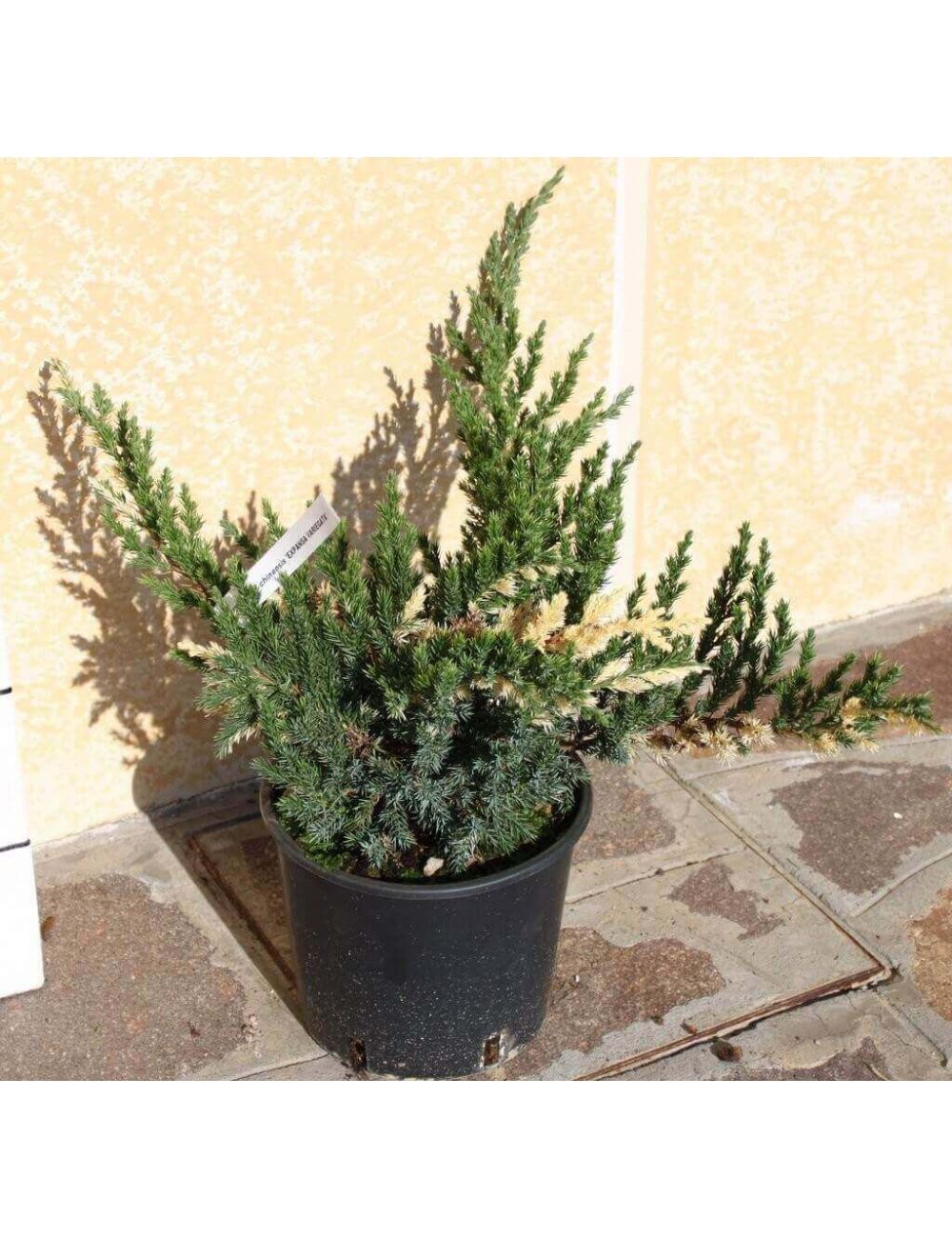 Juniperus chinesis 'Kaizuka', Ginepro Pianta vera in vaso Vannucci Piante, Pianta da terrazzo (cod. 8) (2x