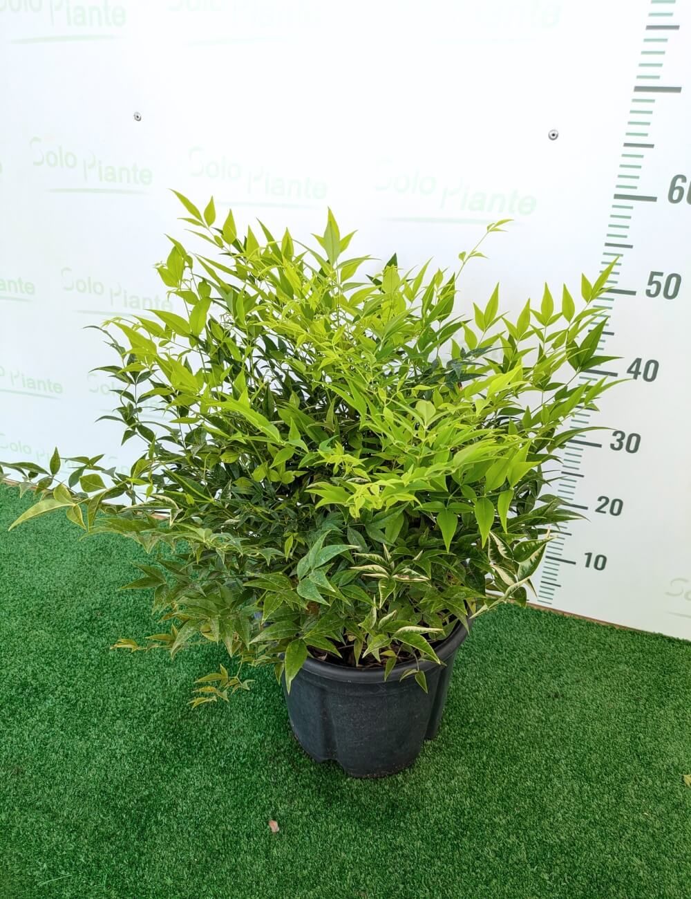 Nandina Gulf Stream – Foliage Decorativo Multistagionale