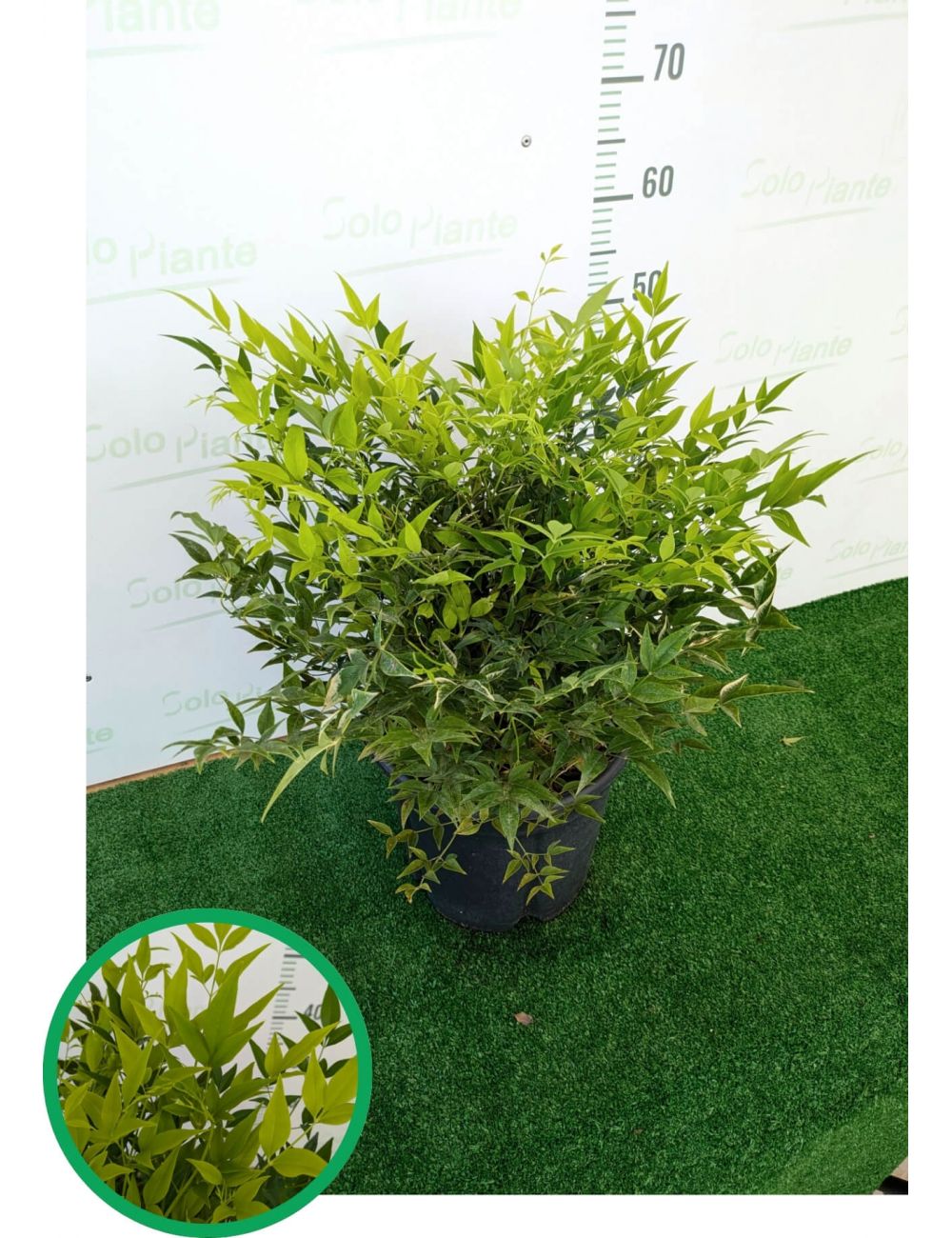 Nandina Domestica Gulf Stream Obsessed (nana) vaso 18cm – Vivaio Garden Forest