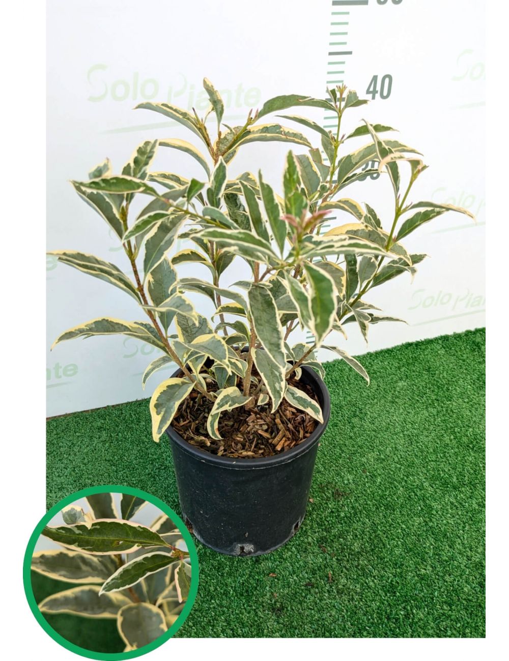Ligustro Excelsum Superbum (Ligustrum Excelsum Superbum) - SoloPiante.it