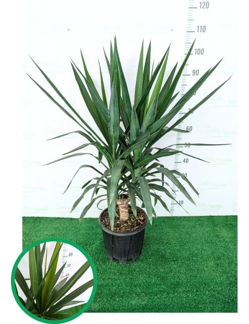 POWERS TO FLOWERS – Yucca A Tre Tronchi XXL In Cesto Di Vimini, Pianta Vera Da Interno, Tronchetto Della Felicità