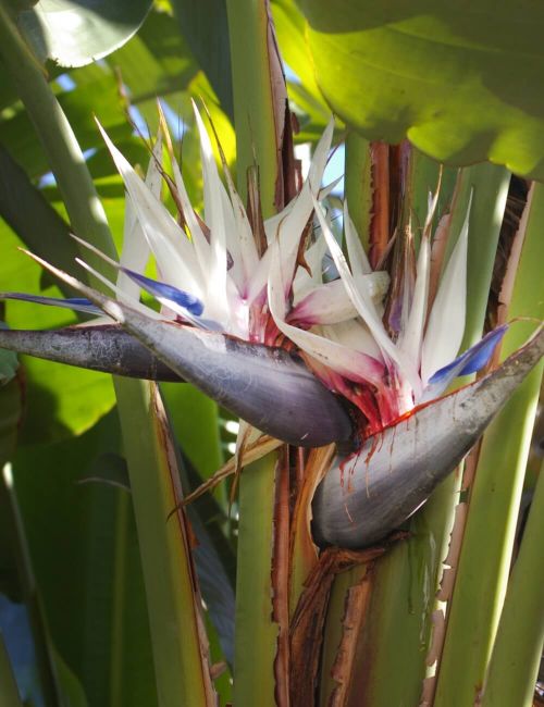 Strelitzia Nicolai (Uccello Del Paradiso) - Pianta D'appartamento Tropicale, Altezza 160-180 Cm, Vaso 21 Cm - 6