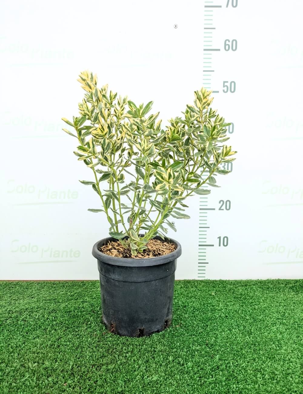 saatgut gurke GREEN MUNDO Saatgut
