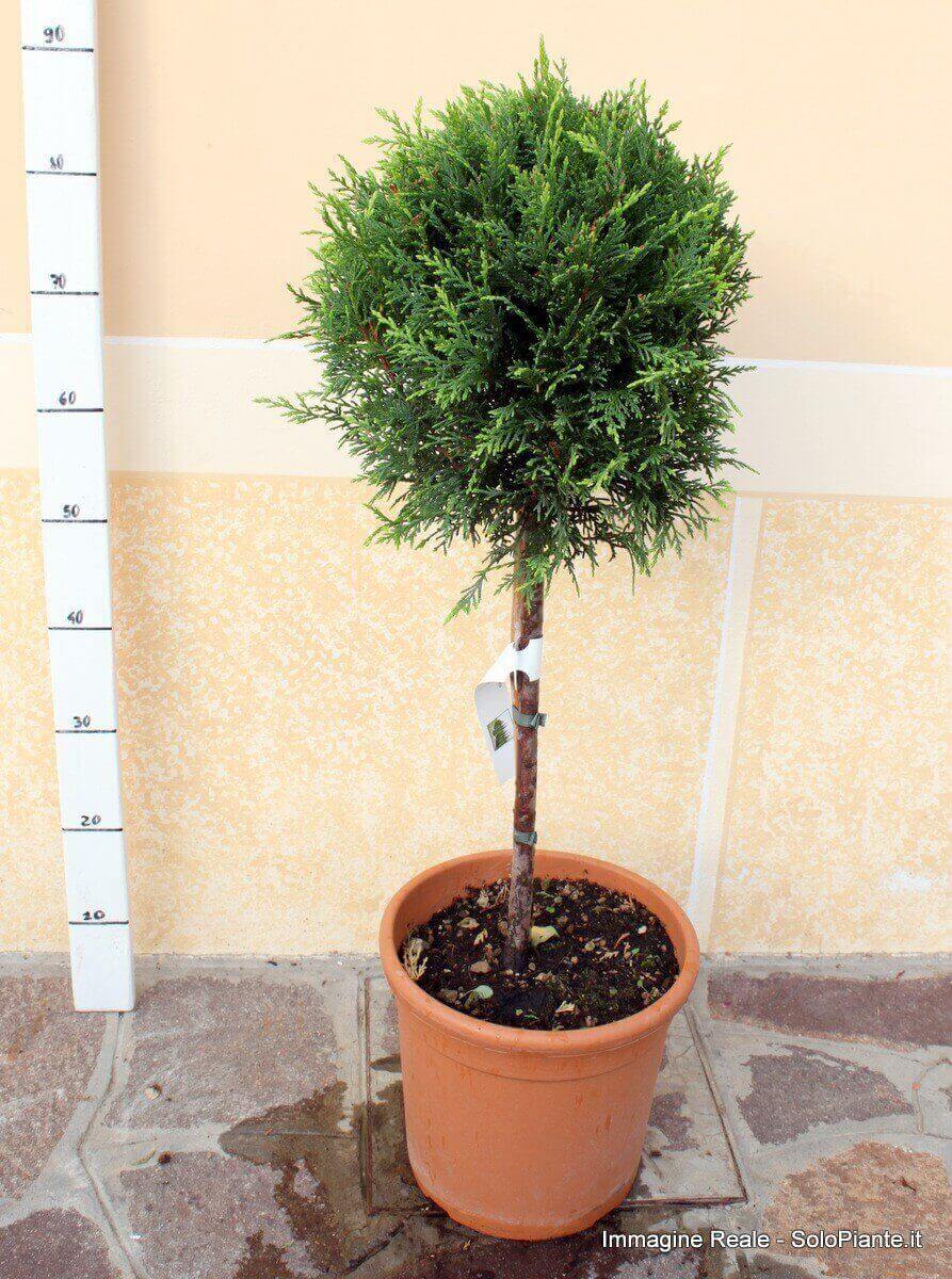 Piantine Cipresso Al Miglior Prezzo Manomano Piantine Cipresso Al Miglior Prezzo Manomano