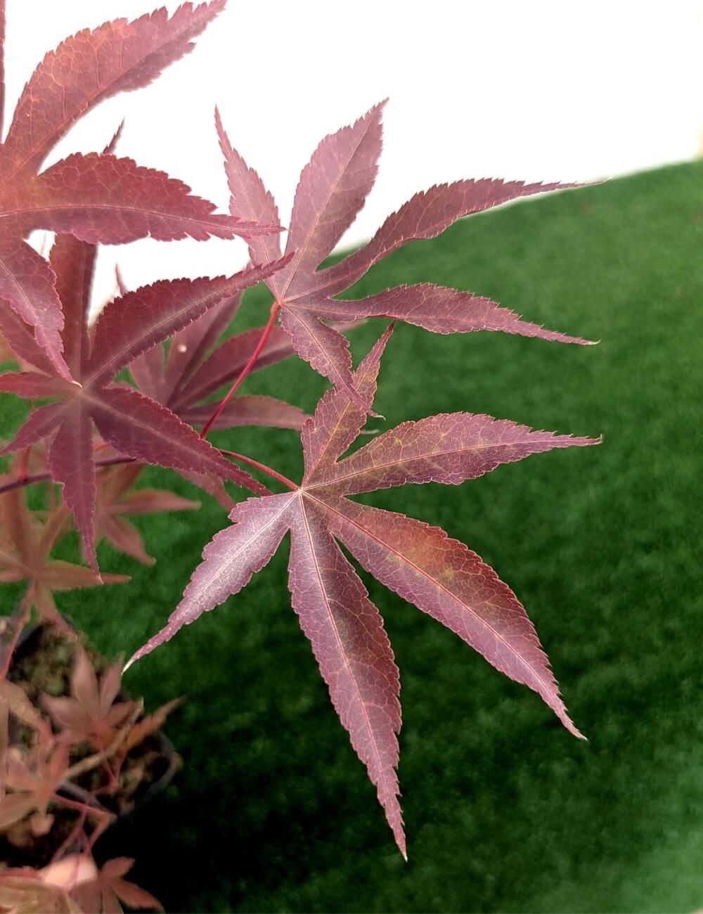 Terrazza fiorita in primavera: Acero giapponese (Acer Palmatum) 'Atropurpurpureum' in vaso Foto stock