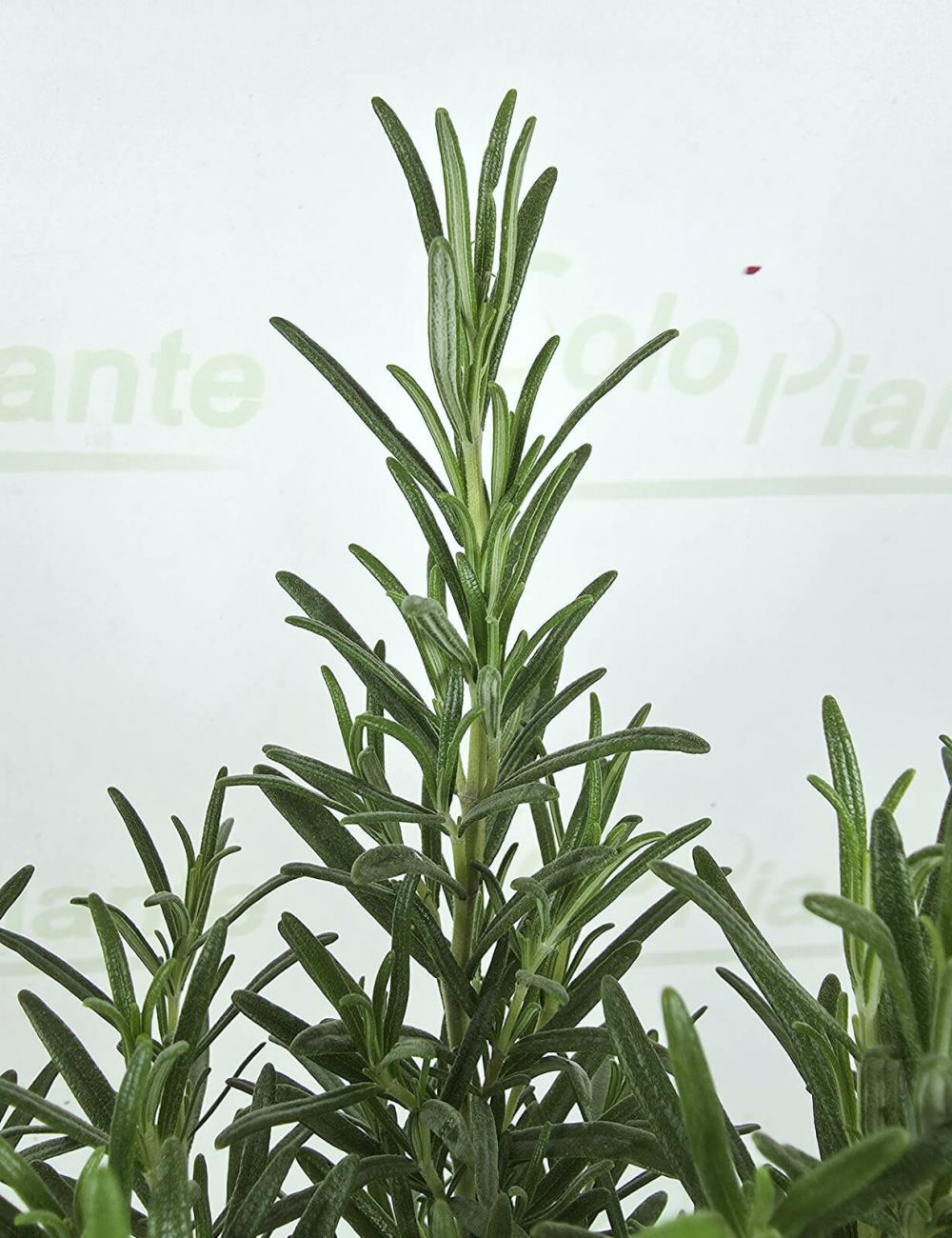 Ramo Di Rosmarino Artificiale Michaela 120cm - Pianta Finta Resistente Alle Intemperie, Con Foglie In EVA E Anima In Metallo Pieghevole, Per Decorazione Interni Ed Esterni - 2