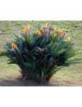 Uccello del Paradiso (Strelitzia Reginae)