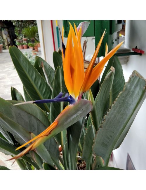 Uccello del Paradiso (Strelitzia Reginae)