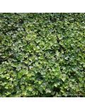 Edera (Hedera Hibernica)