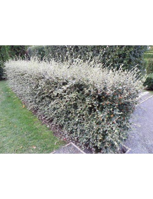 Cotoneaster Coral Beauty