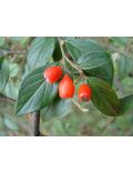 Cotoneaster Coral Beauty