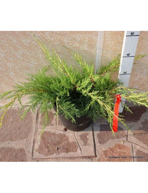 Ginepro "Pfitzeriana Aurea" - (Juniperus Pfitzeriana Aurea)