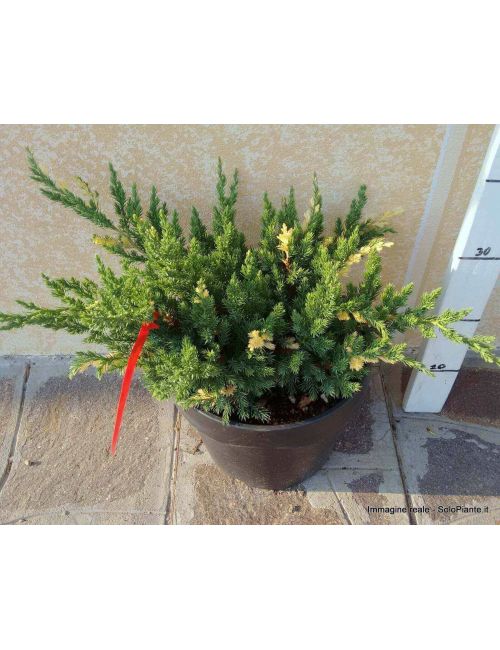 Ginepro "Chinensis Expansa Variegata" (Juniperus Chinensis Expansa Variegata)