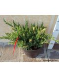 Ginepro "Chinensis Expansa Variegata" (Juniperus Chinensis Expansa Variegata)