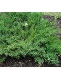 Ginepro "Pfitzeriana Compacta" (Juniperus Pfitzeriana Compacta)