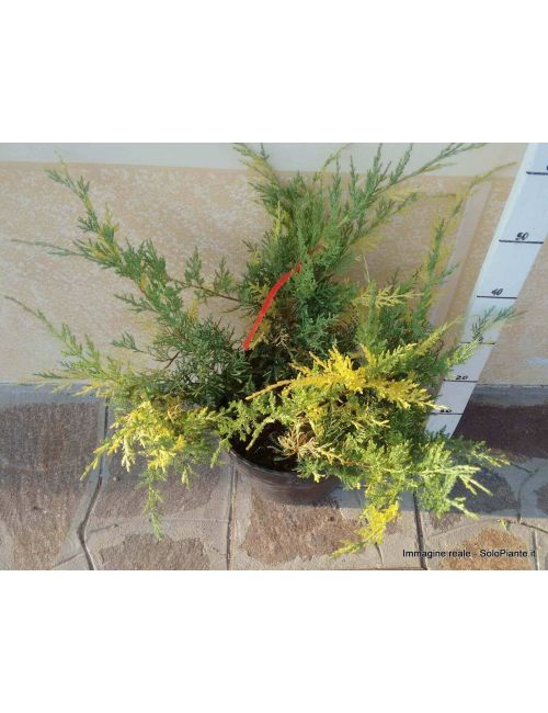 Ginepro "Chinensis Blue & Gold" (Juniperus Chinensis Blue & Gold)