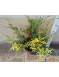 Ginepro "Chinensis Blue & Gold" (Juniperus Chinensis Blue & Gold)