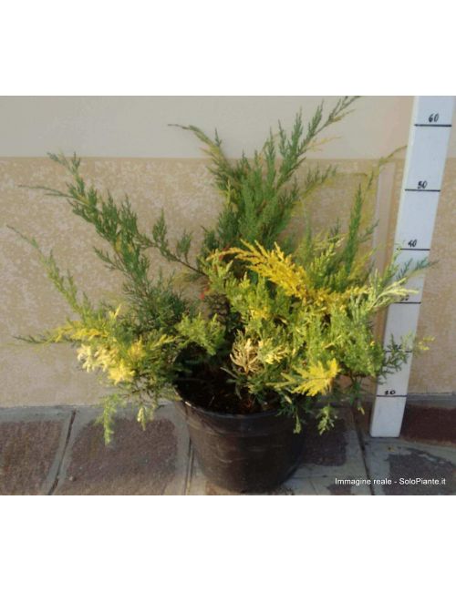 Ginepro "Chinensis Blue & Gold" (Juniperus Chinensis Blue & Gold)