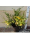 Ginepro "Chinensis Blue & Gold" (Juniperus Chinensis Blue & Gold)