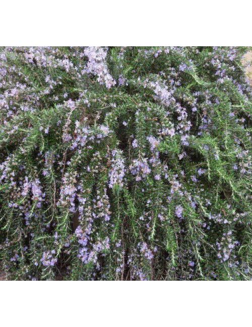 Rosmarino (Rosmarinus Officinalis)