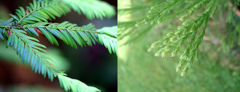 fogliame-sequoia.jpg