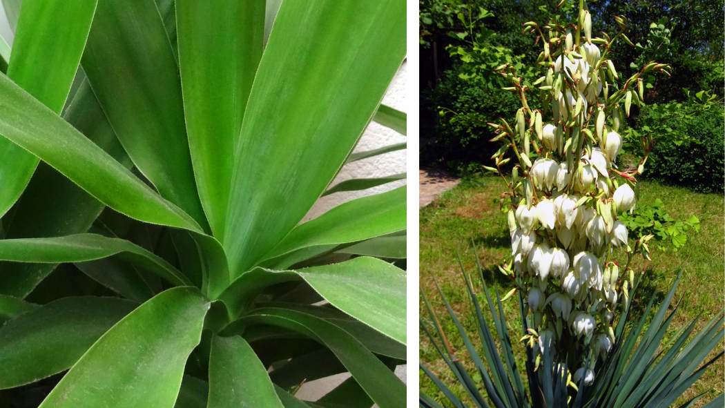 POWERS TO FLOWERS - YUCCA MAYA A TRONCO GROSSO, ALTEZZA 80CM, TRONCO A ZAMPA D'ELEFANTE, Tronchetto della felicità, pianta vera