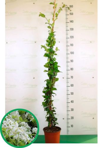 12 mini fasci di rametti dorati 7 cm | Leroy Merlin