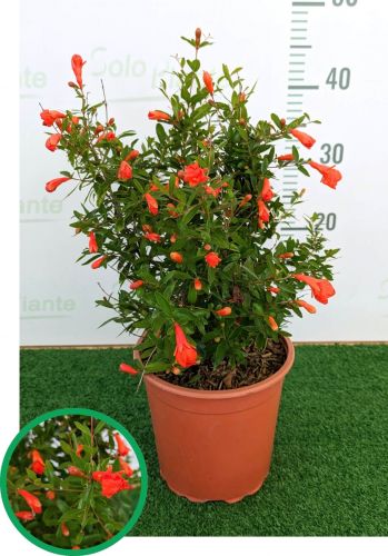 FUSTELLATI PANNOLENCI RAMETTI - SET DA 6pz