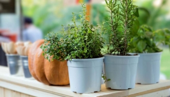 Timo: L'Aromatica Essenziale per il Tuo Giardino