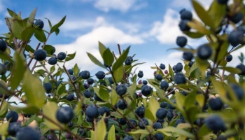 Mirto: La Pianta Sempreverde che Stupisce con il Suo Profumo