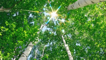 Betulla: La Pianta Versatile e Resistente, Perfetta per Ogni Giardino