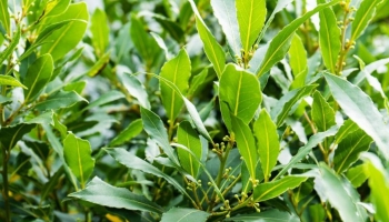 Perché l’Alloro è la pianta sempreverde perfetta per il giardino… e il mare!
